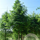 Metasequoia glyptostroboides 12-14 HO draadkluit geveerd