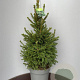 Picea a. 'Will's Zwerg' 90-120 cm 15L