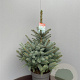 Picea pungens Super Blue Seedling 70-80 cm 15L