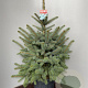 Picea pungens Super Blue Seedling 80-90 cm 18L