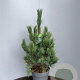 Pinus cembra 50-70 cm 10L