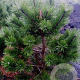 Pinus mugo 'Gnom' 100 cm 20L