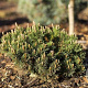 Pinus mugo 'Klosterkötter' 40-50 cm 20L breed