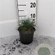 Pinus mugo mugo plantgoed 2,0L
