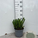 Pinus mugo pumilio 10-12 cm 5,0L
