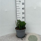 Pinus mugo pumilio 10-12 cm 5,0L