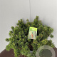 Pinus mugo pumilio 50-60 cm 18L