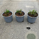 Pinus mugo pumilio plantgoed 2,0L