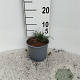 Pinus mugo pumilio plantgoed 2,0L