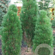 Pinus nigra 'Green Rocket' 200-250 cm cont. 180L