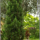 Pinus nigra 'Molette' 200-250 cm cont. 180L