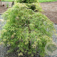 Acer palmatum 'Dissectum Viridis' 150-175 cm cont. 180L