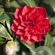 Camellia japonica 'Black Lace' 80-100 cm 50L