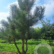 Pinus nigra nigra 50-60 HO draadkluit dakvorm