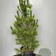 Pinus peuce 100-120 cm 20L