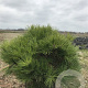 Pinus resinosa 'Nana' 70-80 cm 50L breed