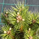 Pinus resinosa 'Nana' 70-80 cm 50L breed