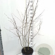 Amelanchier lamarckii 125-150 cm 20L