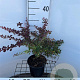 Berberis thunb. 'Rose Glow' 30-40 cm 2,5L