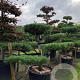 Pinus sylvestris 125-150 cm cont. 160L bonsai
