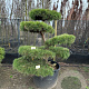 Pinus sylvestris 200-225 cm cont. 160L bonsai