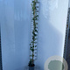 Hedera hibernica 170-200 cm 3,5L met stok
