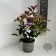 Photinia fraseri 'Camilvy' 25-30 cm 2,0L