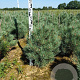 Pinus sylv. 'Watereri' 60-80 cm met kluit