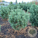 Pinus sylv. 'Watereri' 80-100 cm met kluit