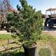 Pinus sylv. 'Watereri' 100-110 cm 50L