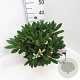Rhododendron (Y) 'Porzellan' 25-30 cm 5,0L