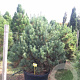 Pinus sylv. 'Watereri' 100-125 cm cont. 180L