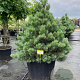 Pinus sylv. 'Watereri' 100-125 cm cont. 180L breed