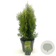 Platycladus or. 'Aurea Nana' 25-30 cm 2,0L