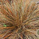 Carex 'Bronze Form' C1.5 wortelecht
