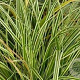 Carex 'Evercream' GM C5