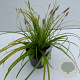 Carex 'Everillo' GM 2,0L