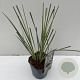 Cortaderia sell. 'Mini Silverpampas' GM 2,0L