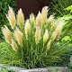 Cortaderia sell. Mini Pampas in soorten GM C5