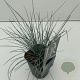 Festuca 'Elijah Blue' GM 2,0L