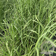 Miscanthus giganteus GM 2,0L