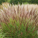 Miscanthus sinensis 'Yakushima Dwarf' 30-40 cm 2,5L