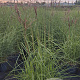 Miscanthus sin. 'Ferner Osten' GM 10L