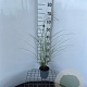 Miscanthus sin. 'Kleine Silbersp.' 30-40 cm C1.3
