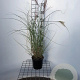 Miscanthus sin. 'Kleine Silbersp.' 40-50 cm 2,5L