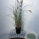 Miscanthus sin. 'Kleine Silbersp.' 40-50 cm 2,5L