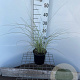 Miscanthus sin. 'Morning Light' 30-40 cm 2,5L