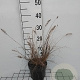 Pennisetum al. 'Little Bunny' GM 2,0L