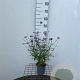 Verbena bon. 'Lollipop' 30-40 cm C1.3