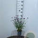 Verbena bon. 'Lollipop' 30-40 cm C1.3